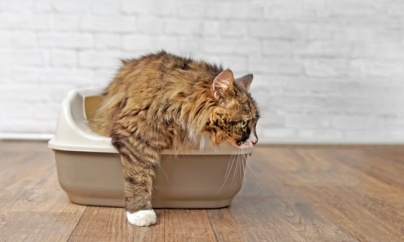 cat-sniffing-litterbox