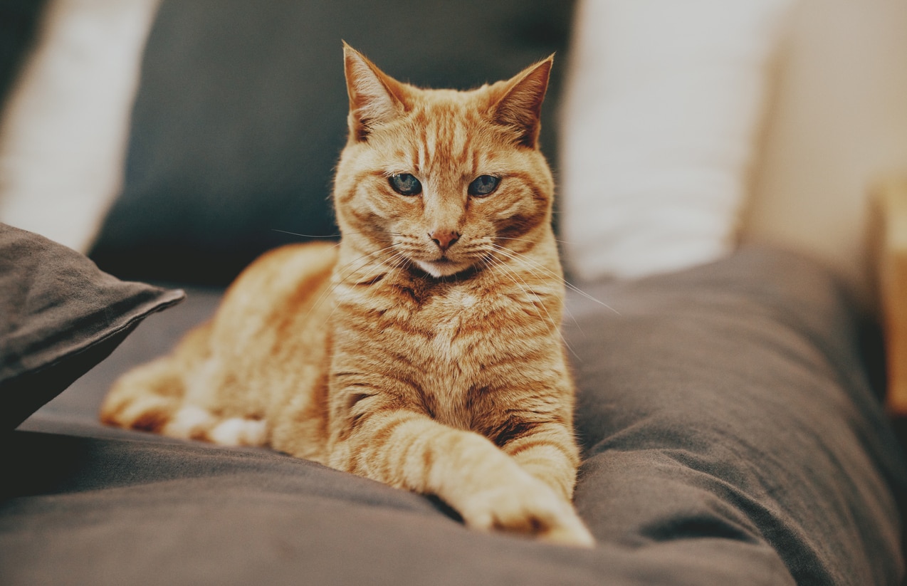 Feline Hyperesthesia Syndrome (Twitchy Cat Disease)