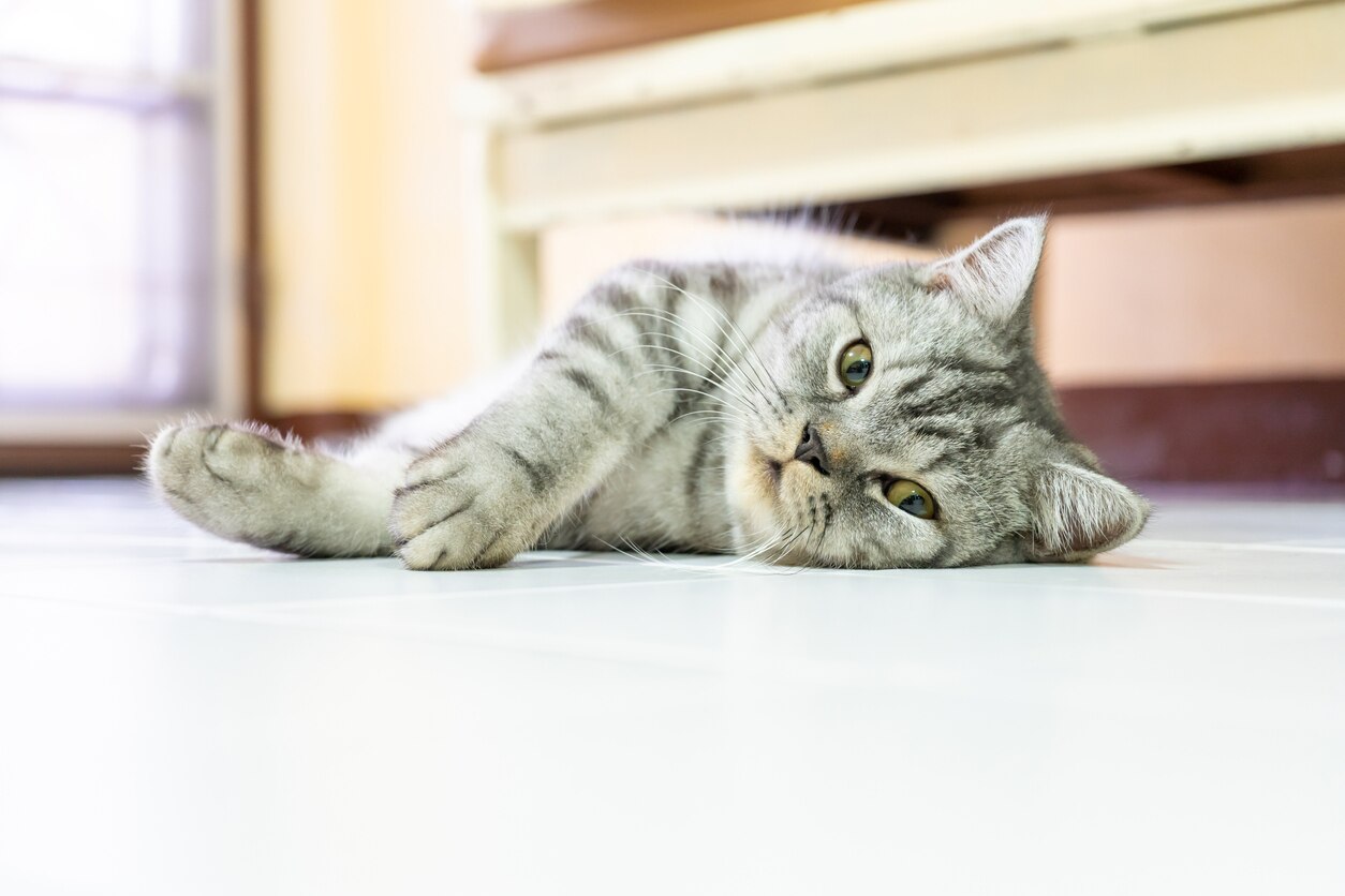 Ataxia in Cats (Loss of Balance in Cats) PetMD