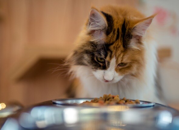 appetite-stimulates-for-cats-petmd