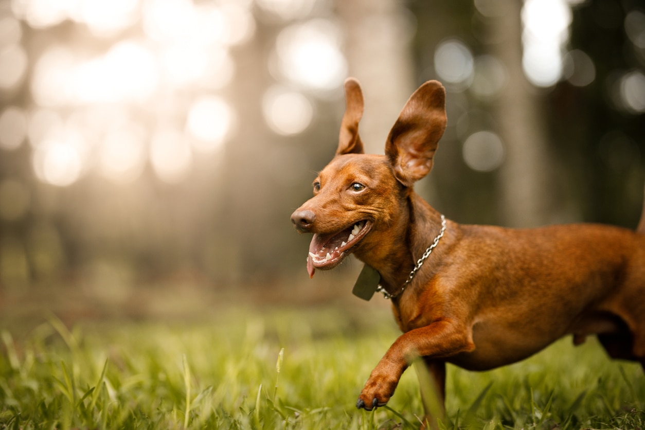 Ear Hematomas in Dogs