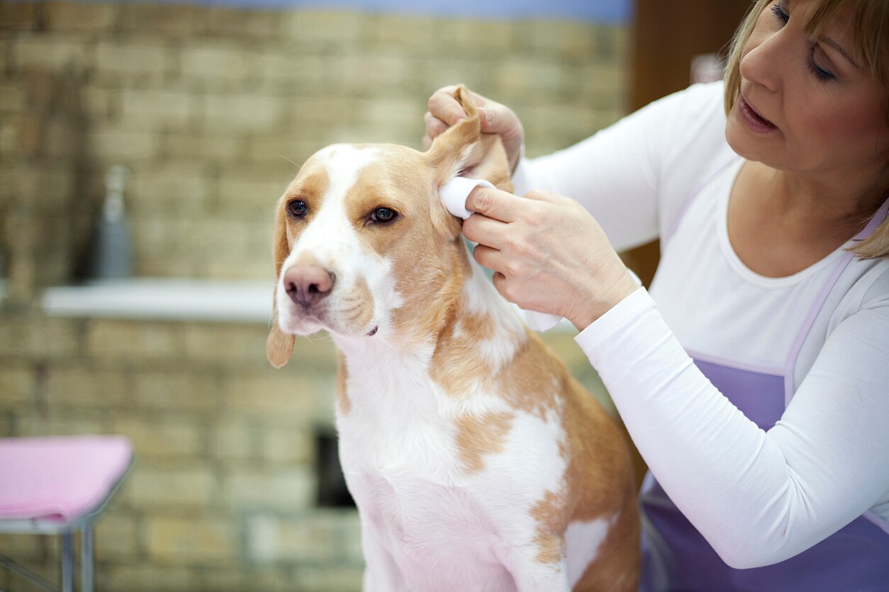 How to Clean a Dog's Ears