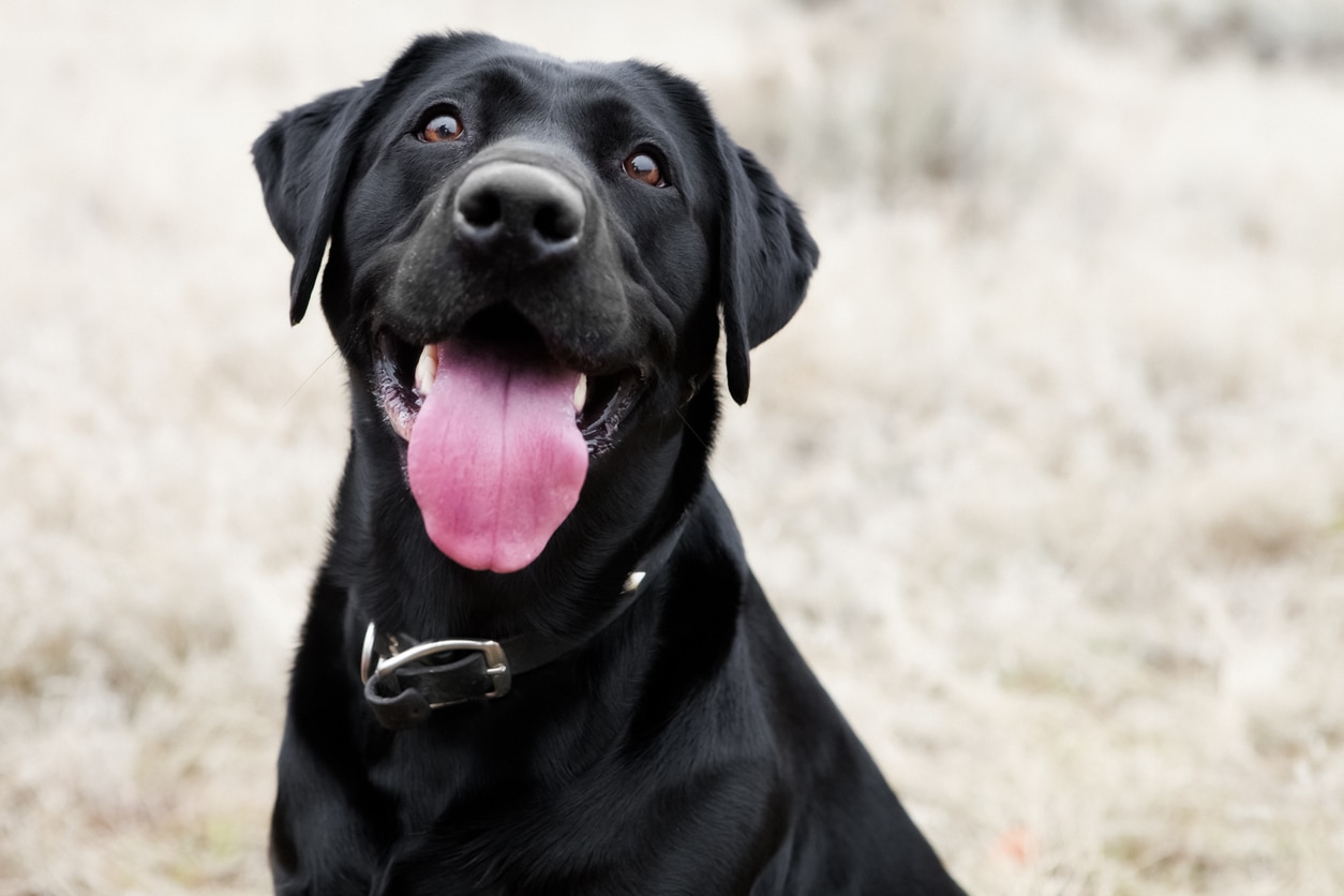 12 Dog Tongue Facts