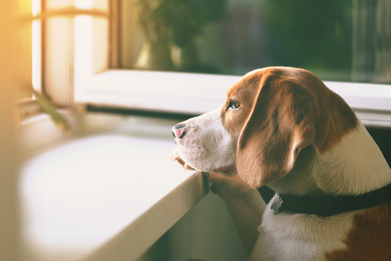 Does Benadryl Work for Dog Anxiety? PetMD