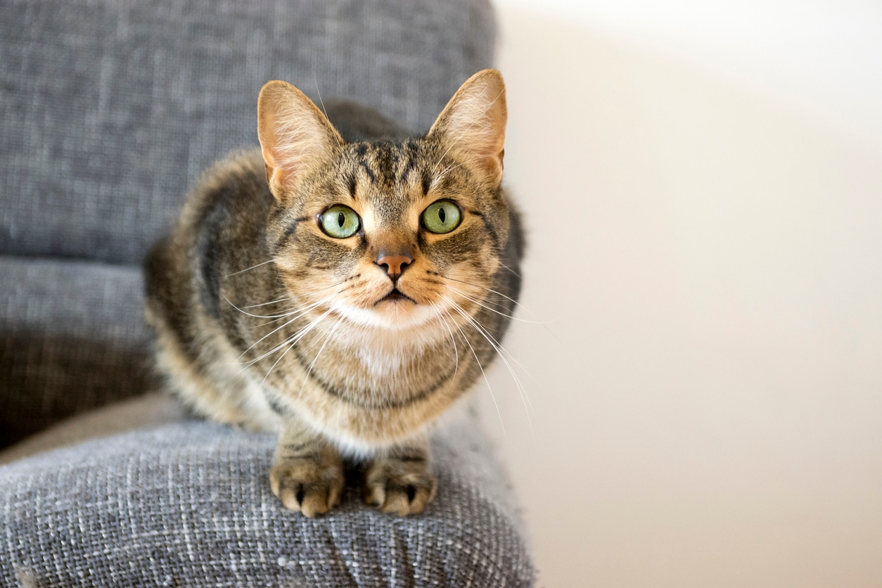 Feline Infectious Peritonitis (FIP) in Cats | PetMD