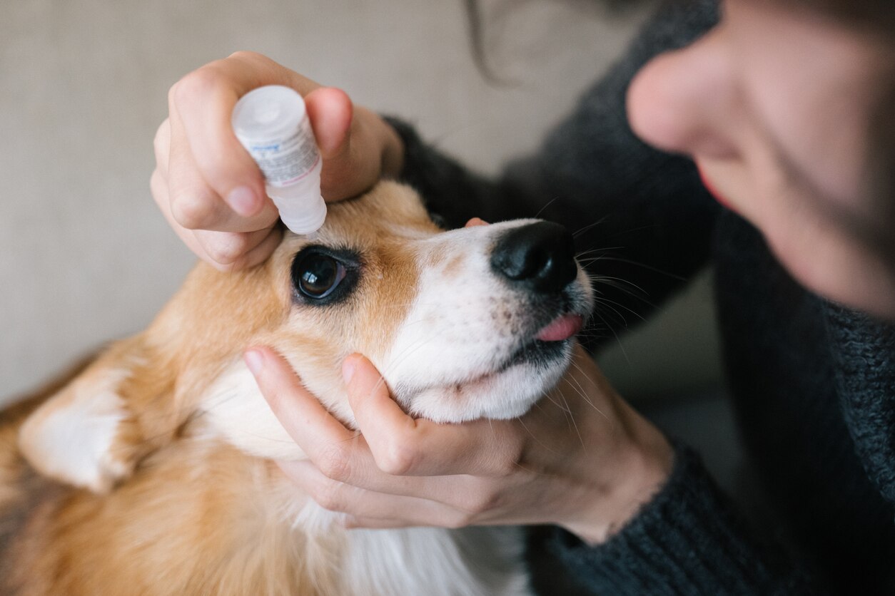 Dry Eye Syndrome in Dogs | PetMD