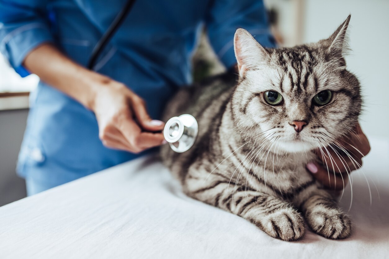 Heart Murmur in Cats PetMD