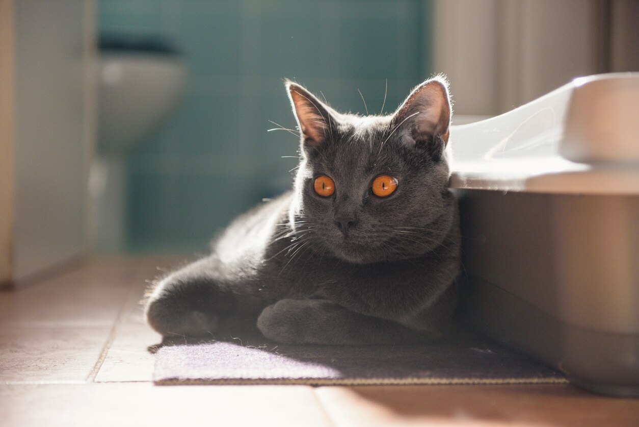 Toxoplasmosis in Cats PetMD