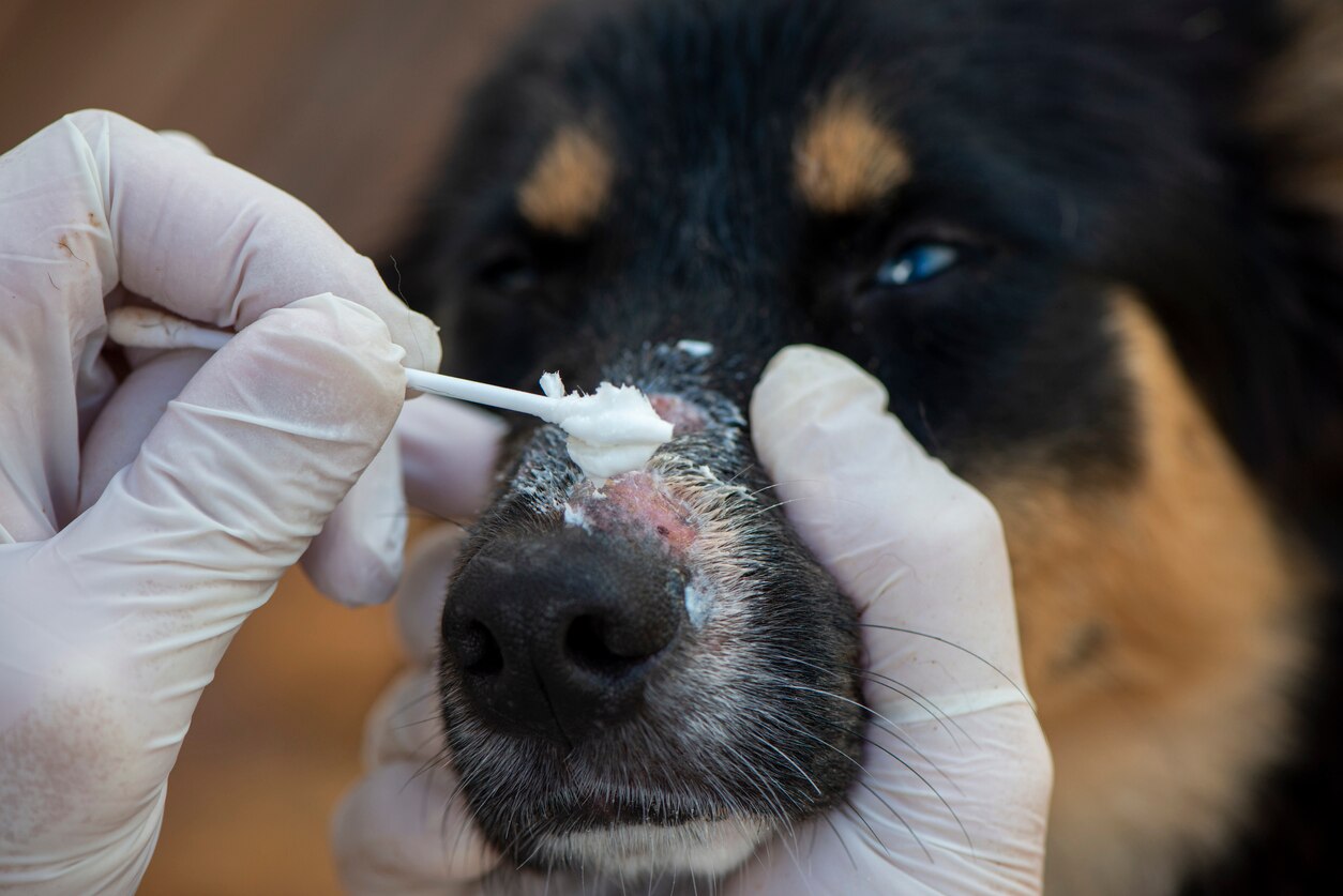 Close up image of dog's nose ringworm treatment. Applying cream on ringworm lesions.