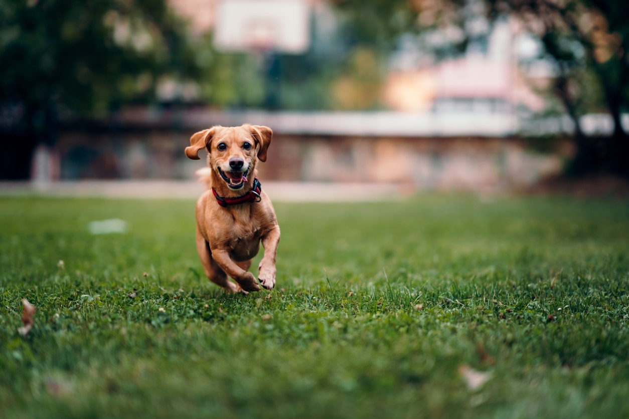 Osteoarthritis (OA) in Dogs