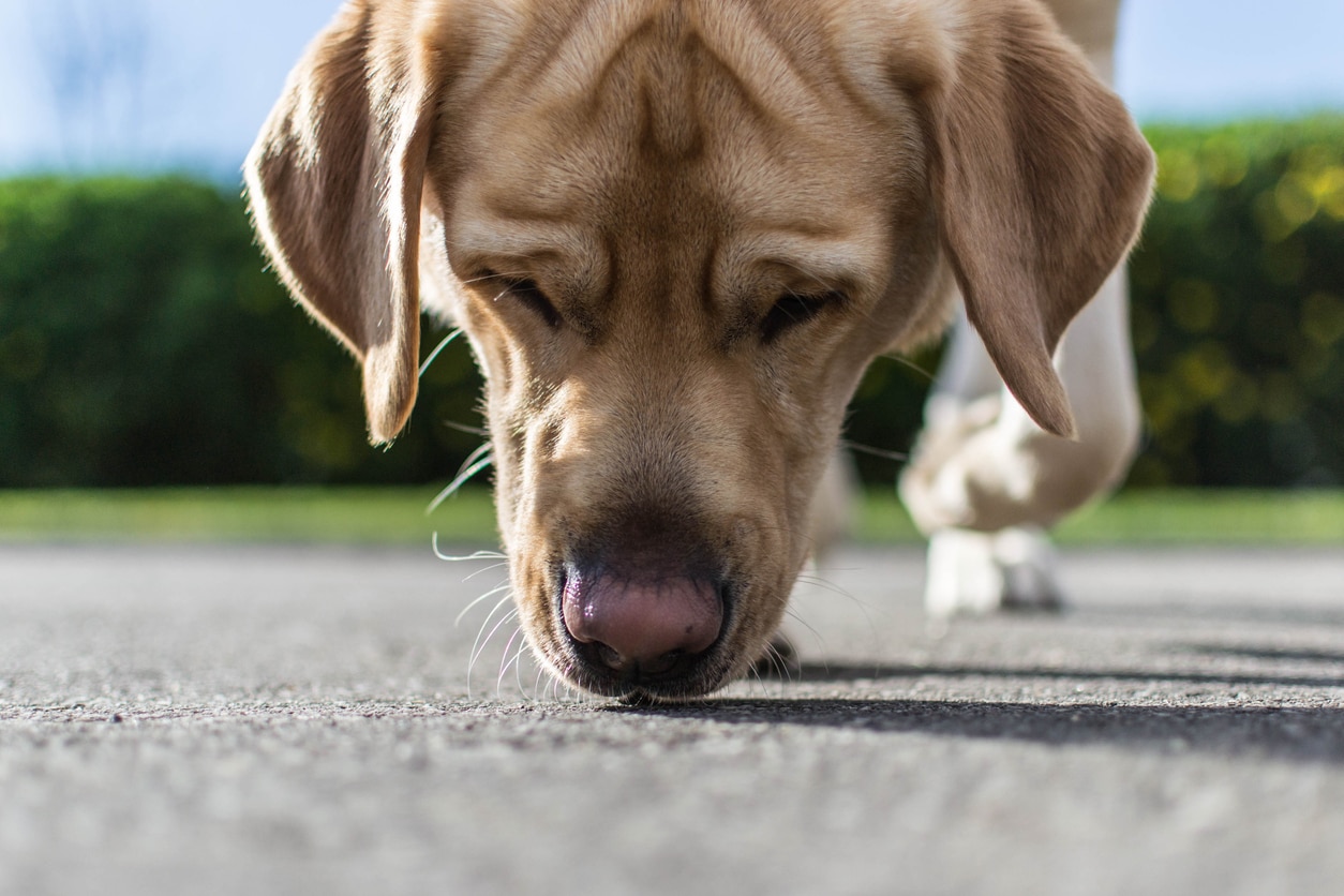 dog-acne-petmd