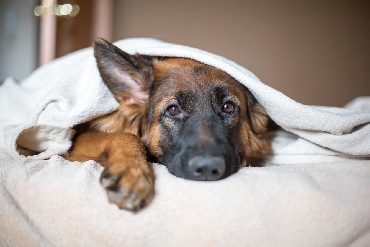 Chronic Renal Failure (CRF) in Dogs