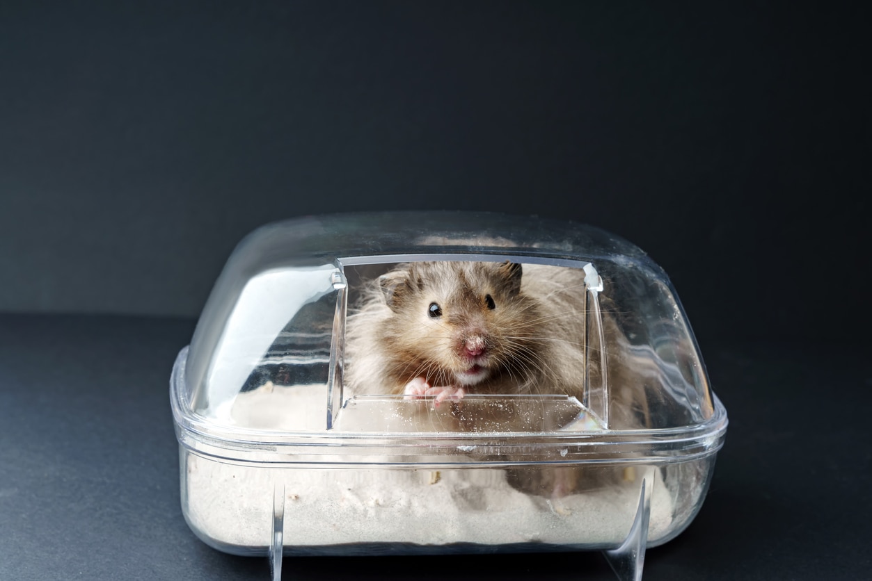 How to Give Your Hamster a Bath