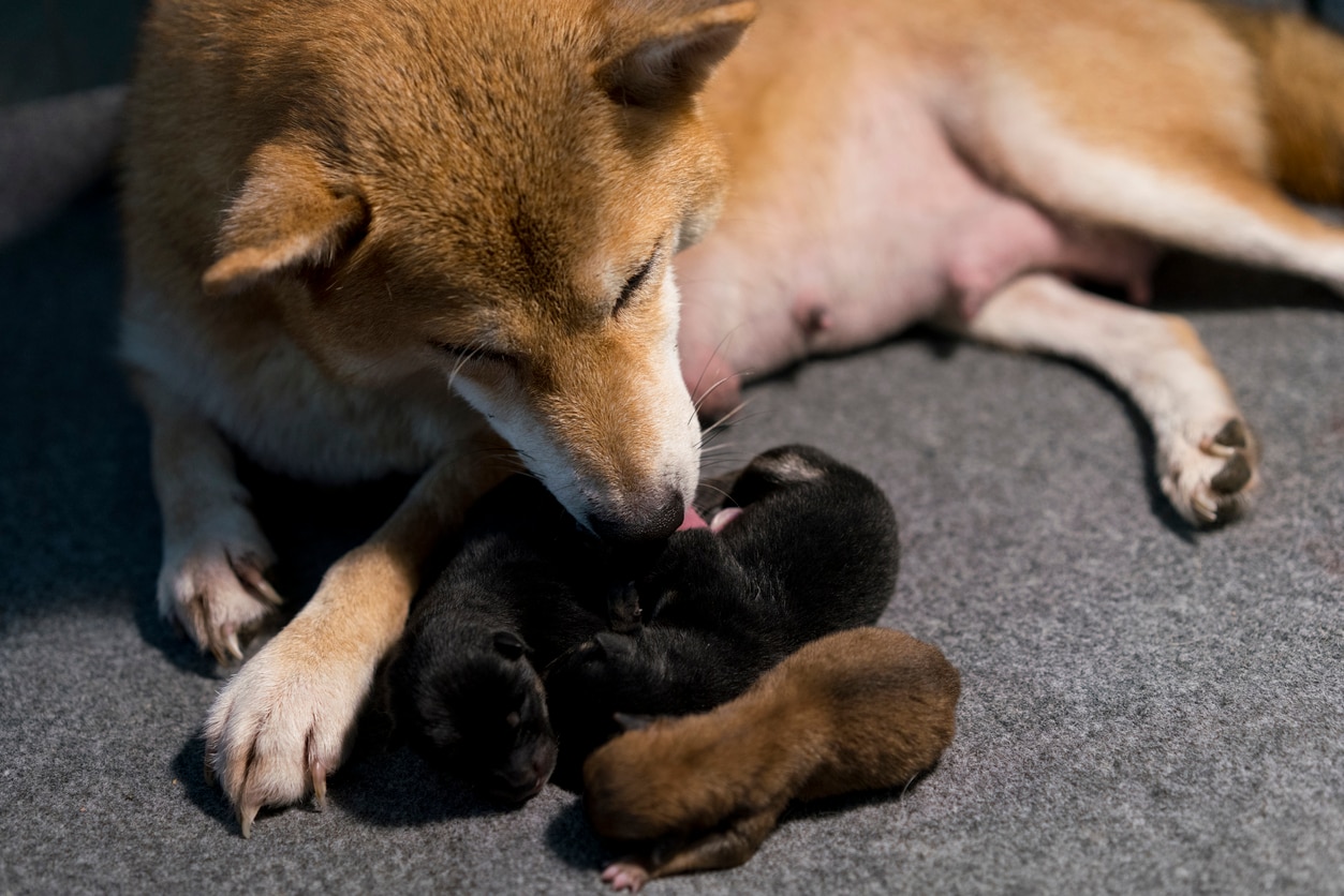 A Shiba Inu puppy and its mother are breastfeeding, lying on the gray carpet.