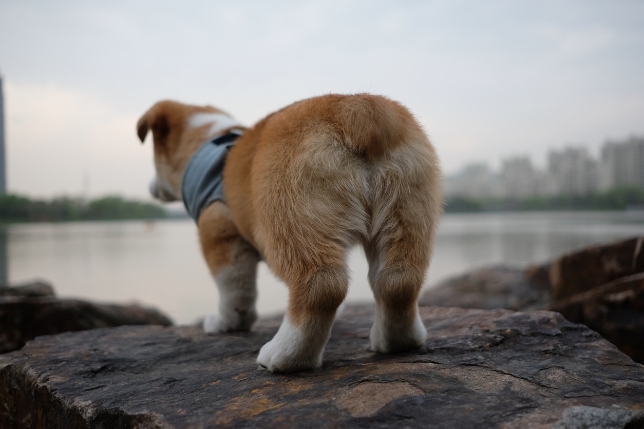 Anal Glands on Dogs: What You Need to Know