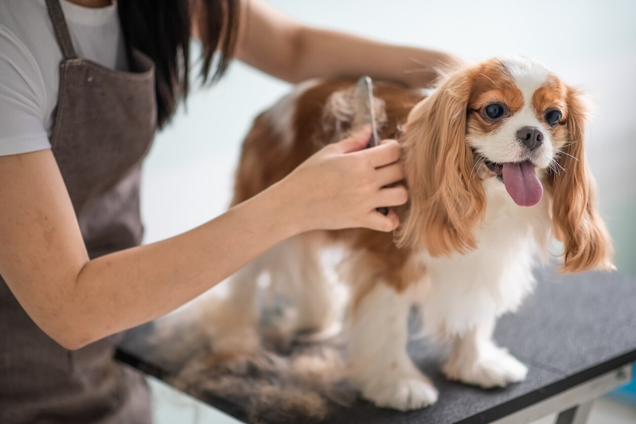 dog groomer grooming a Cavalier King Charles Spaniel dog