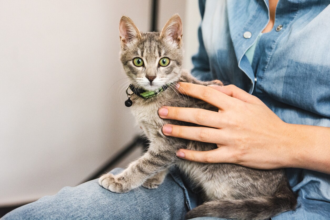 Close-up of owner holding and petting beautiful rescued grey tabby cat with green eyes