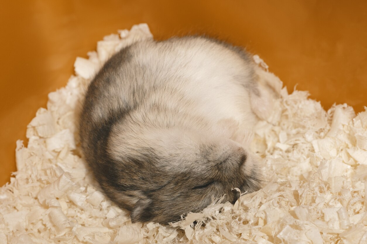 Do Hamsters Hibernate?