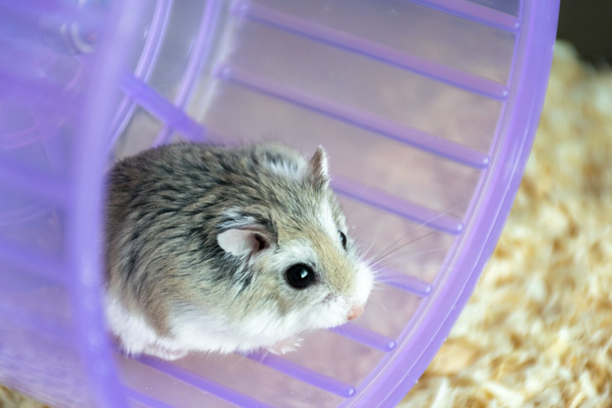Hamster Wheels PetMD
