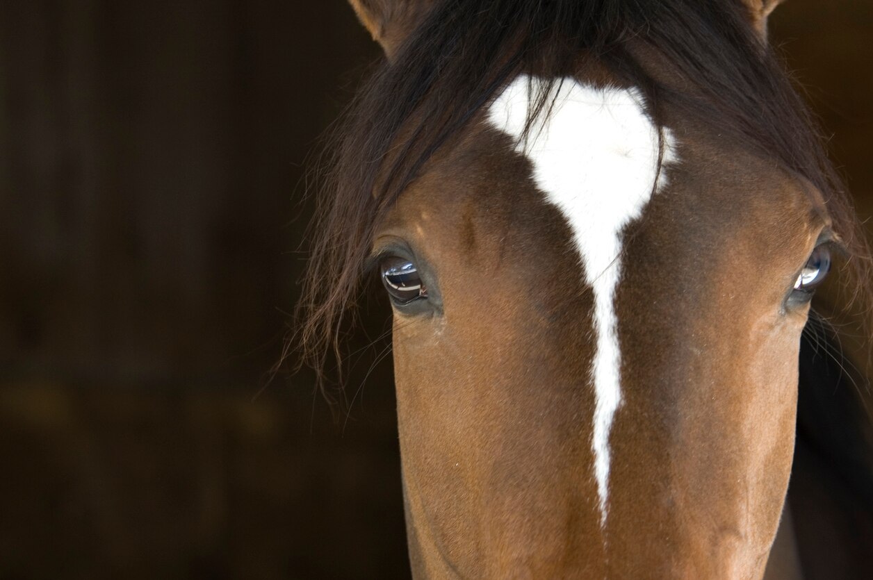 Horse Head stock photo