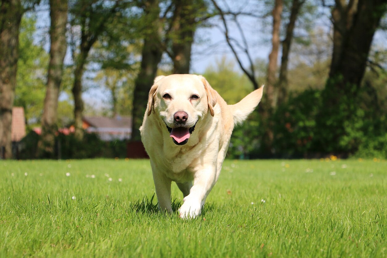 Osteosarcoma (Bone Cancer) in Dogs
