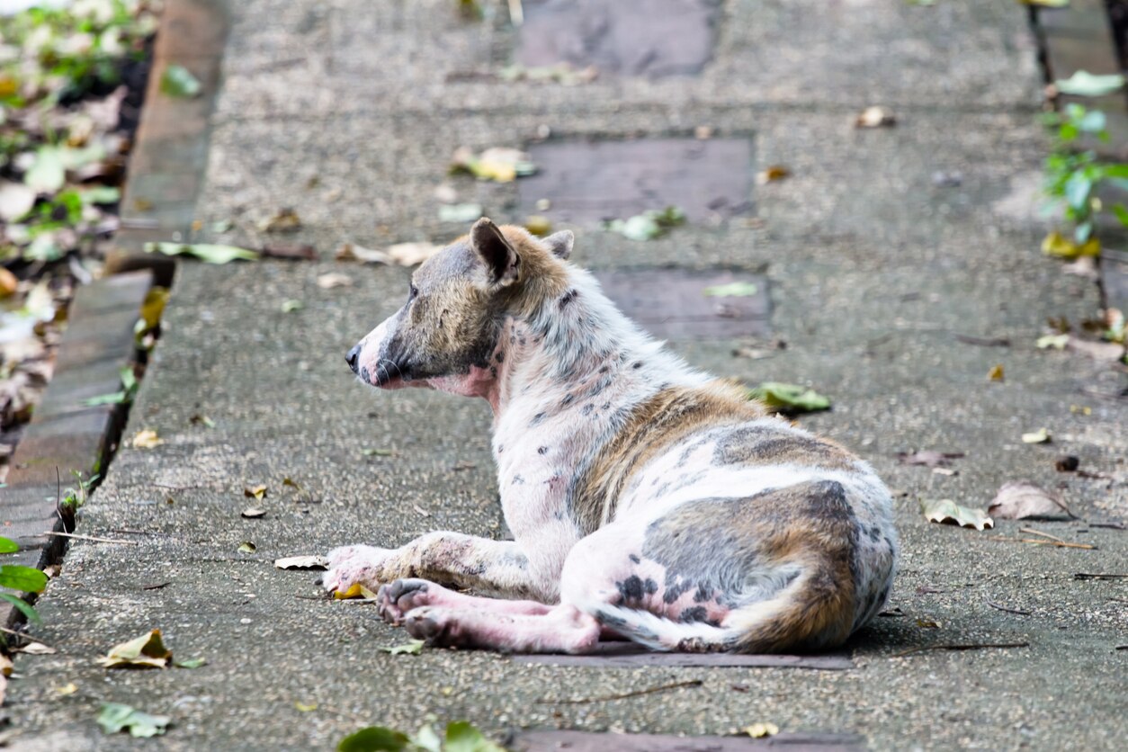 Thai dog skin disease sarcoptic mange