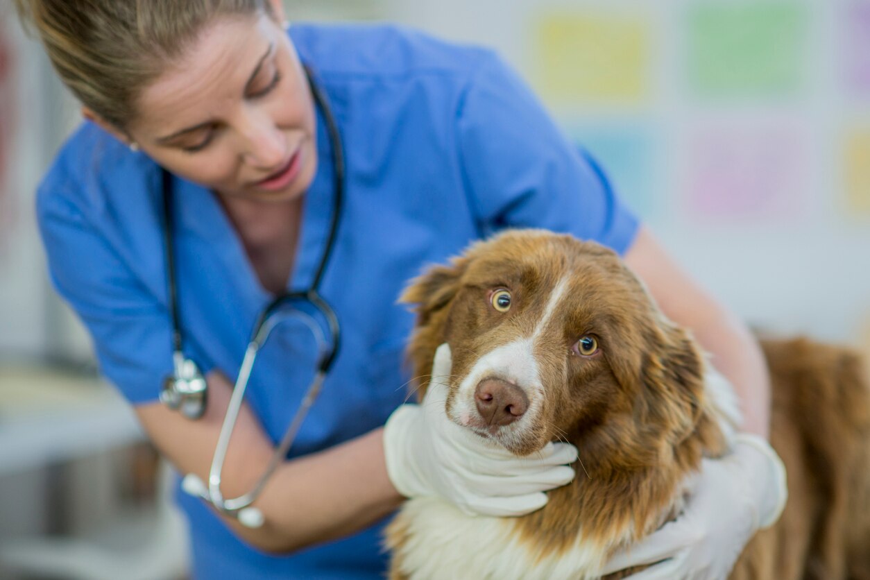 Swollen Gums in Dogs | PetMD