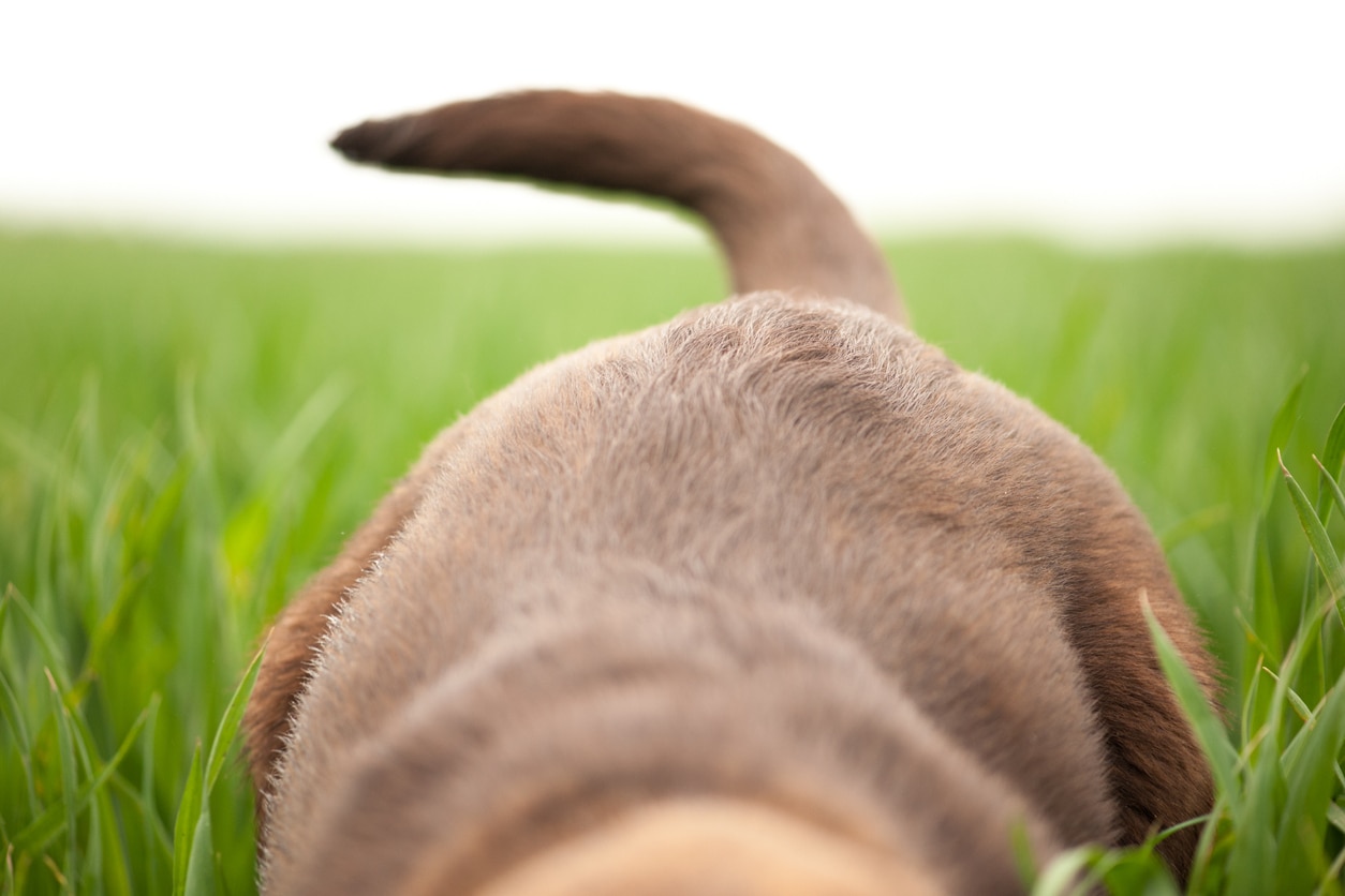 Dog Tail Injury: Signs and Causes