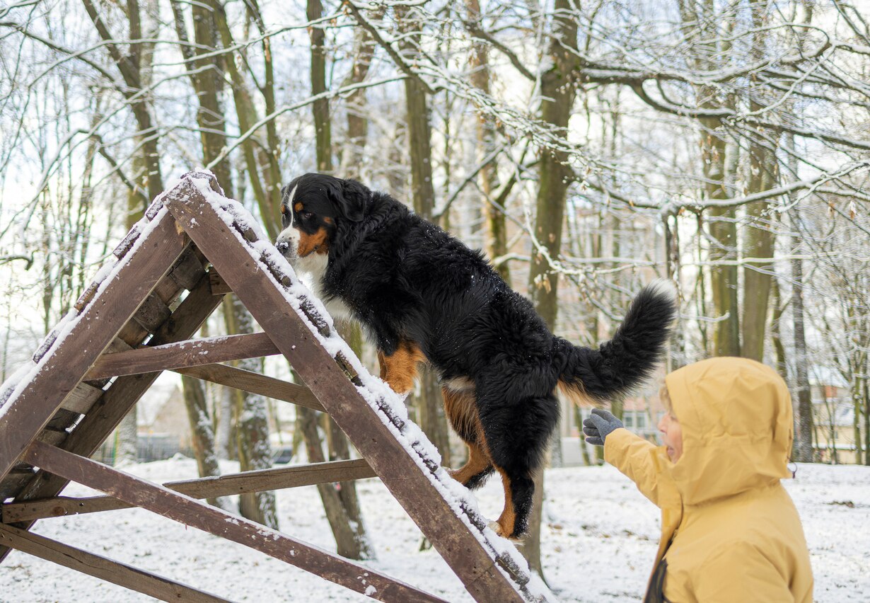 Wobbler Syndrome in Dogs PetMD