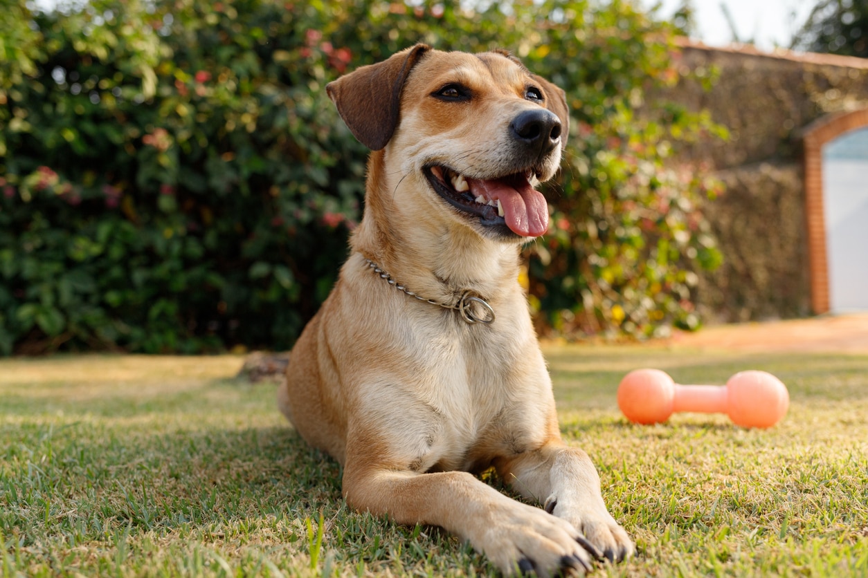 Skin Cancer in Dogs