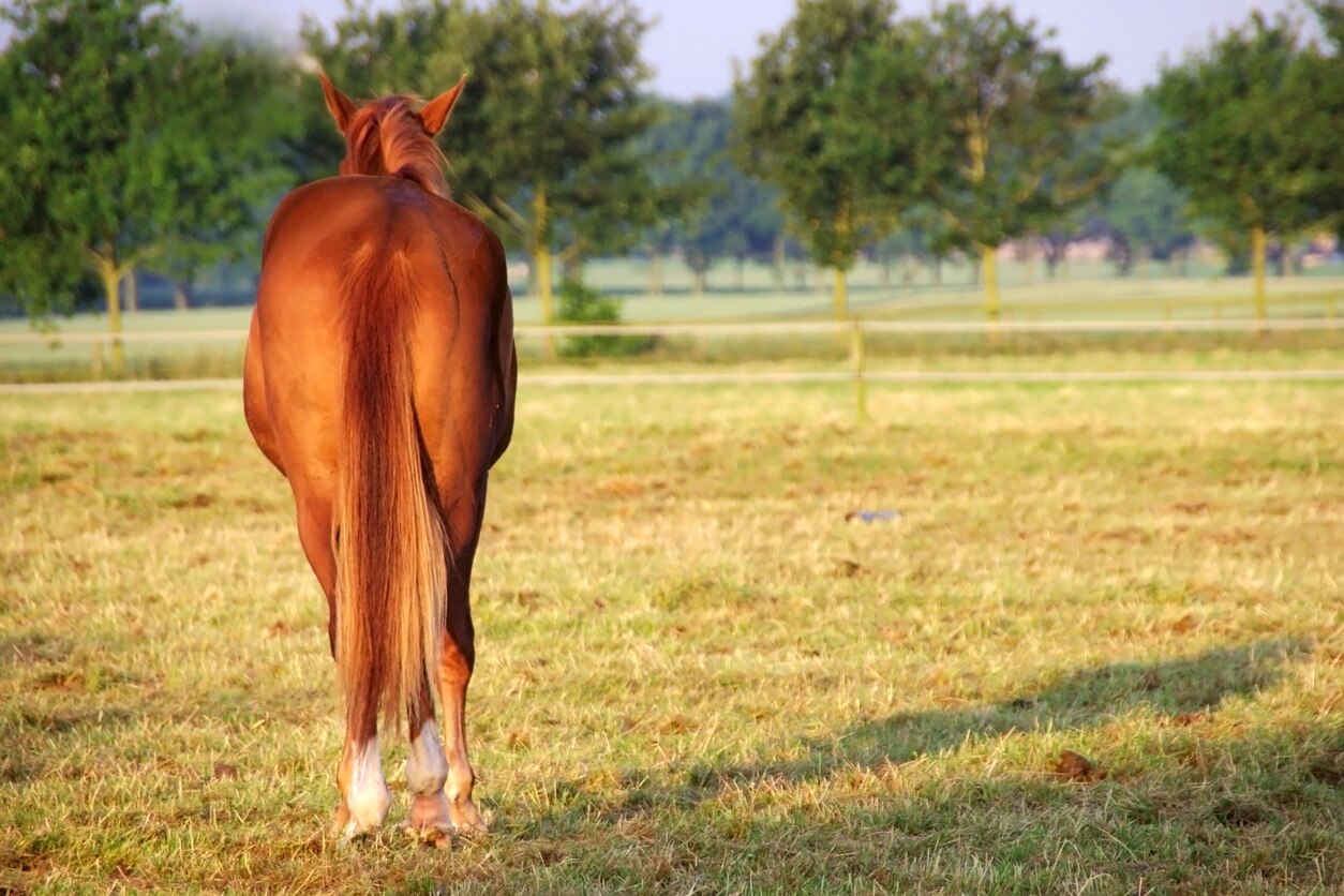 Diarrhea in Horses