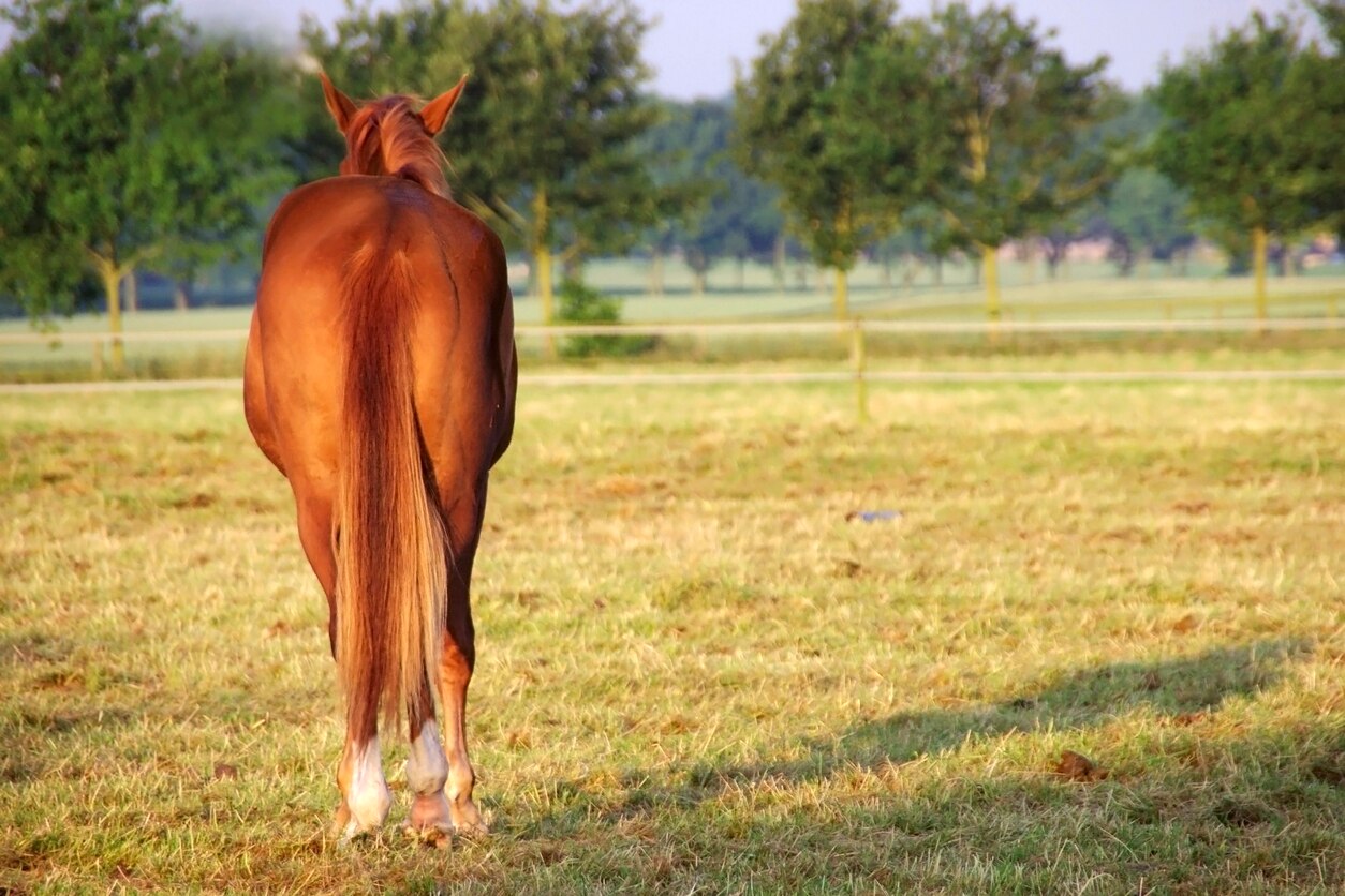 Diarrhea in Horses PetMD