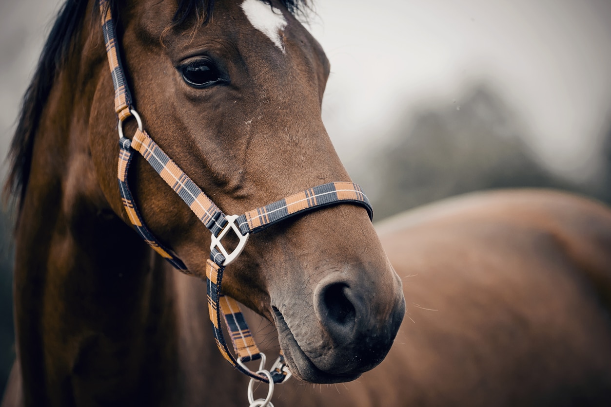 Dewormer for Horses: What You Need To Know