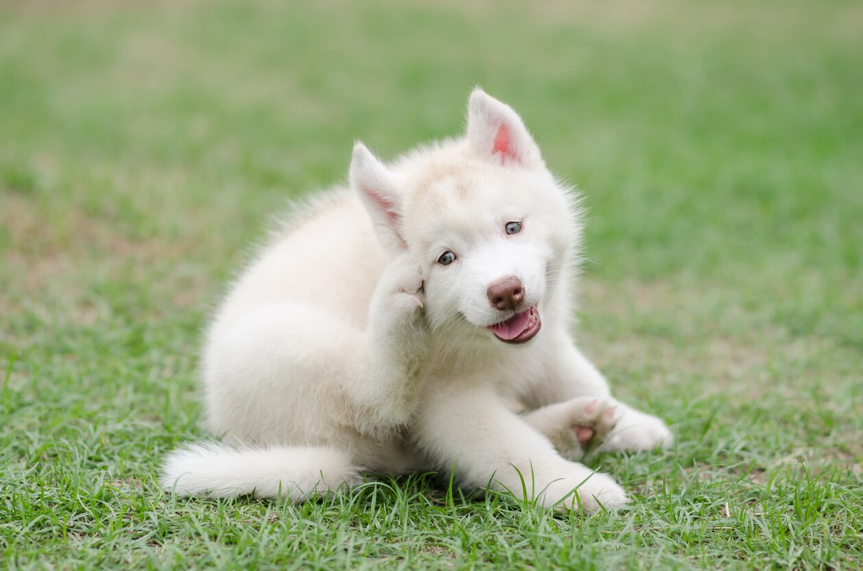 可爱的西伯利亚哈士奇小狗抓挠绿色的草地