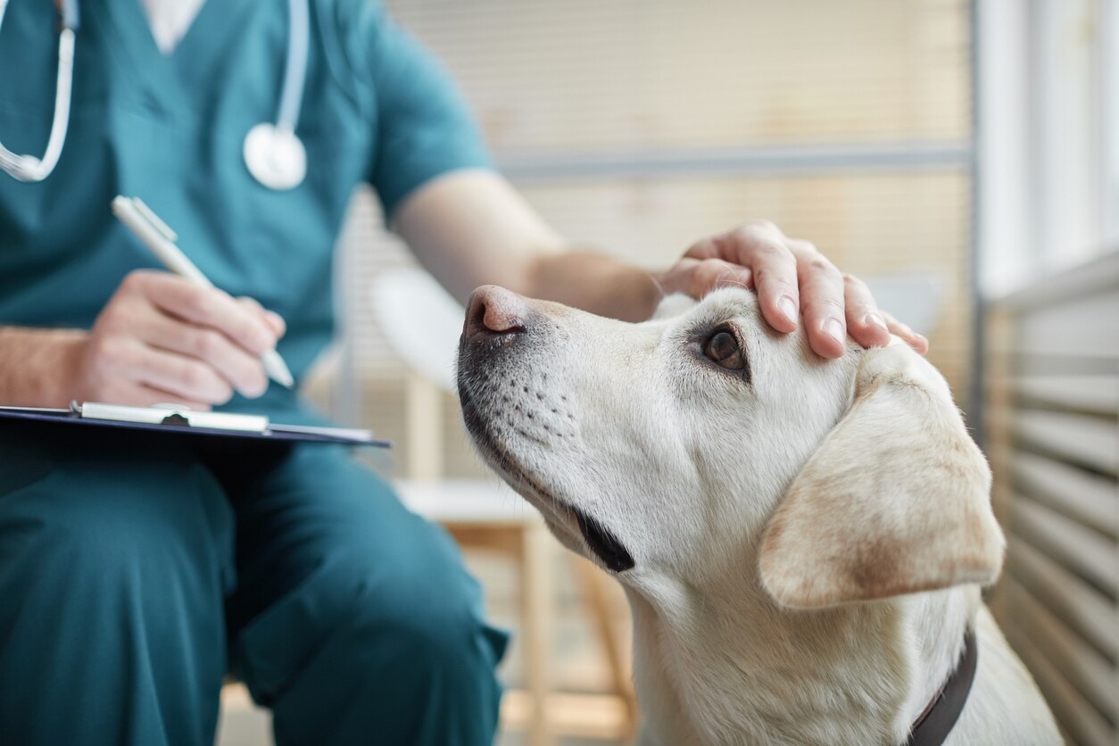 Dog Pneumonia PetMD