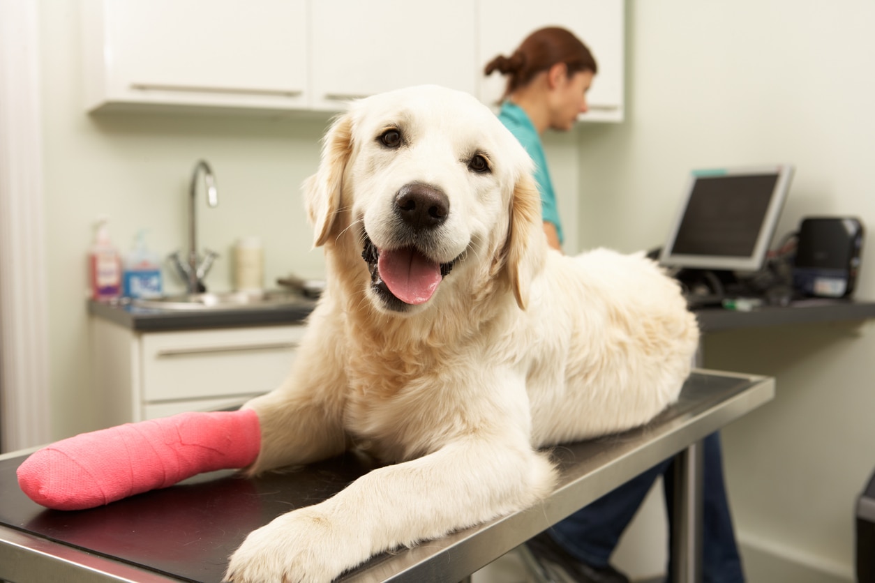 Torn Knee Ligament in Dogs