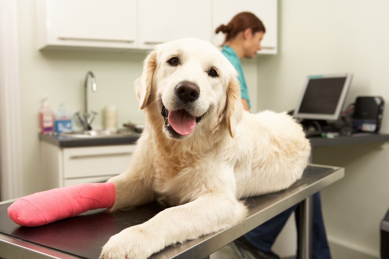 Torn Knee Ligament in Dogs PetMD