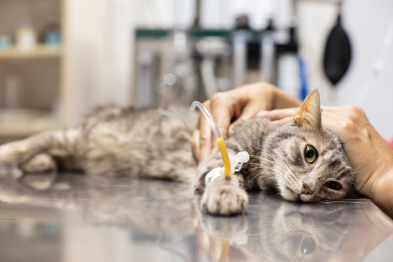  Feline Panleukopenia Virus in Cats (Feline Distemper)