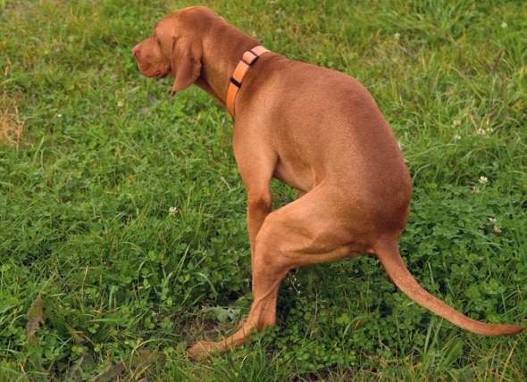 How Often Should Dogs Poop?