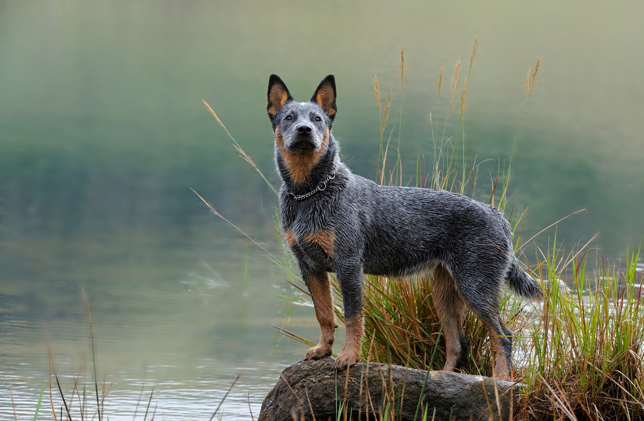 Australian Cattle Dog