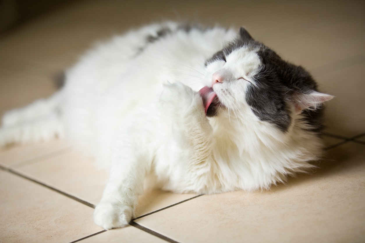 Flea and Tick Medicine Poisoning in Cats
