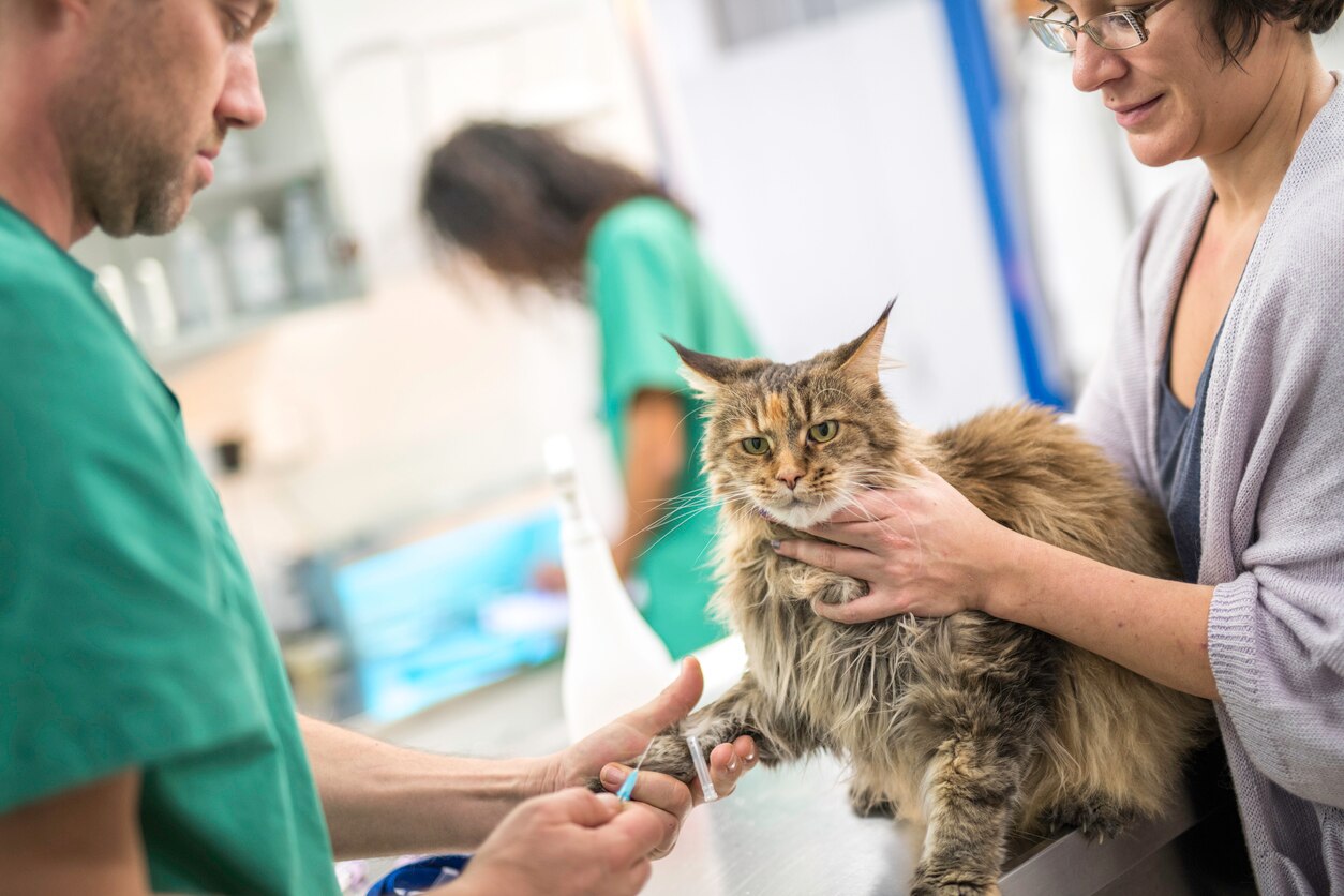 Chronic Renal Failure in Cats PetMD