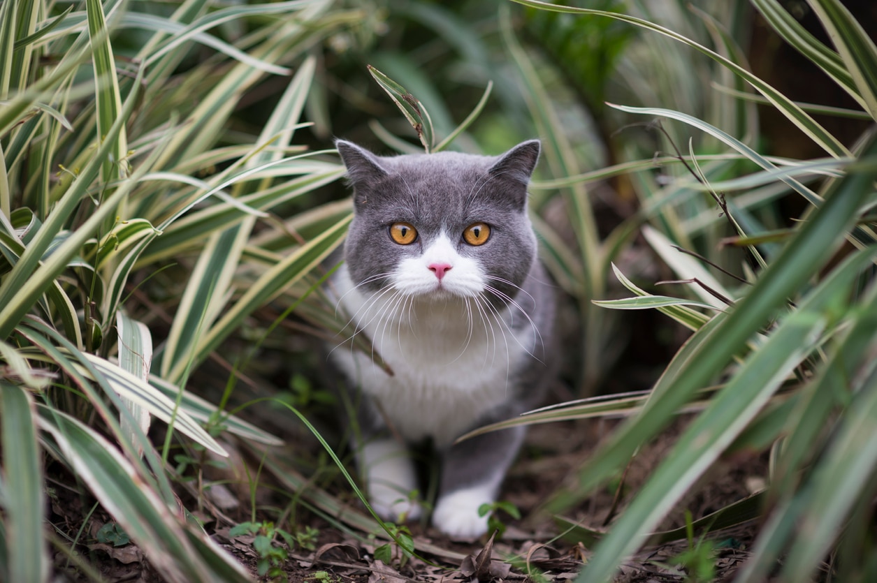 Cytauxzoonosis in Cats