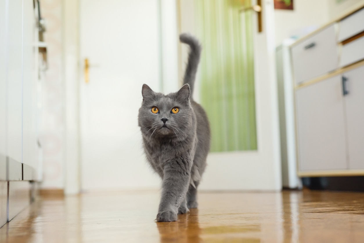 5 Ways Indoor Cats Can Get Fleas