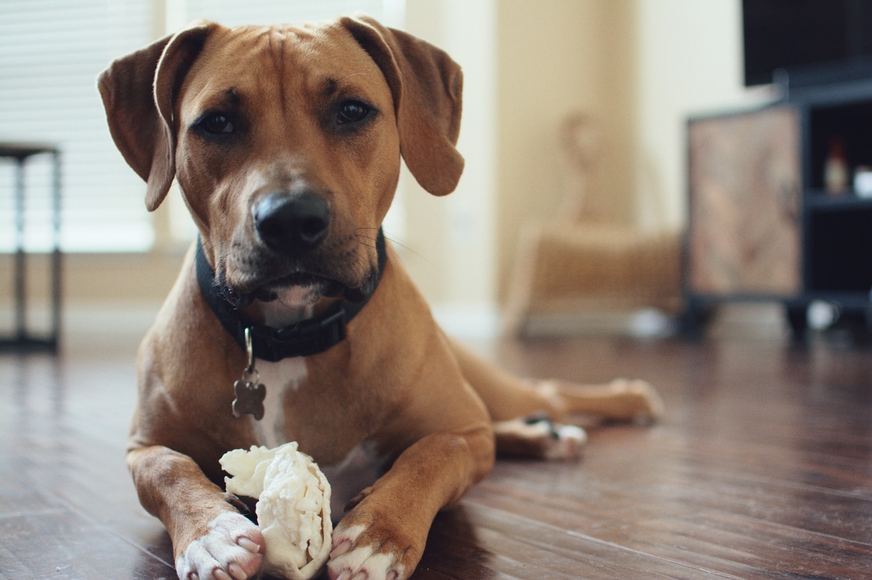 dog-laying-on-floor-looking-at-camera-with-toy