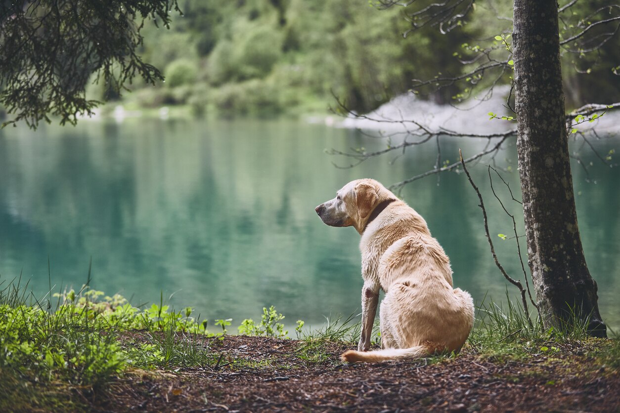 Dog in forest. Old labrador retriever looking at the lake.