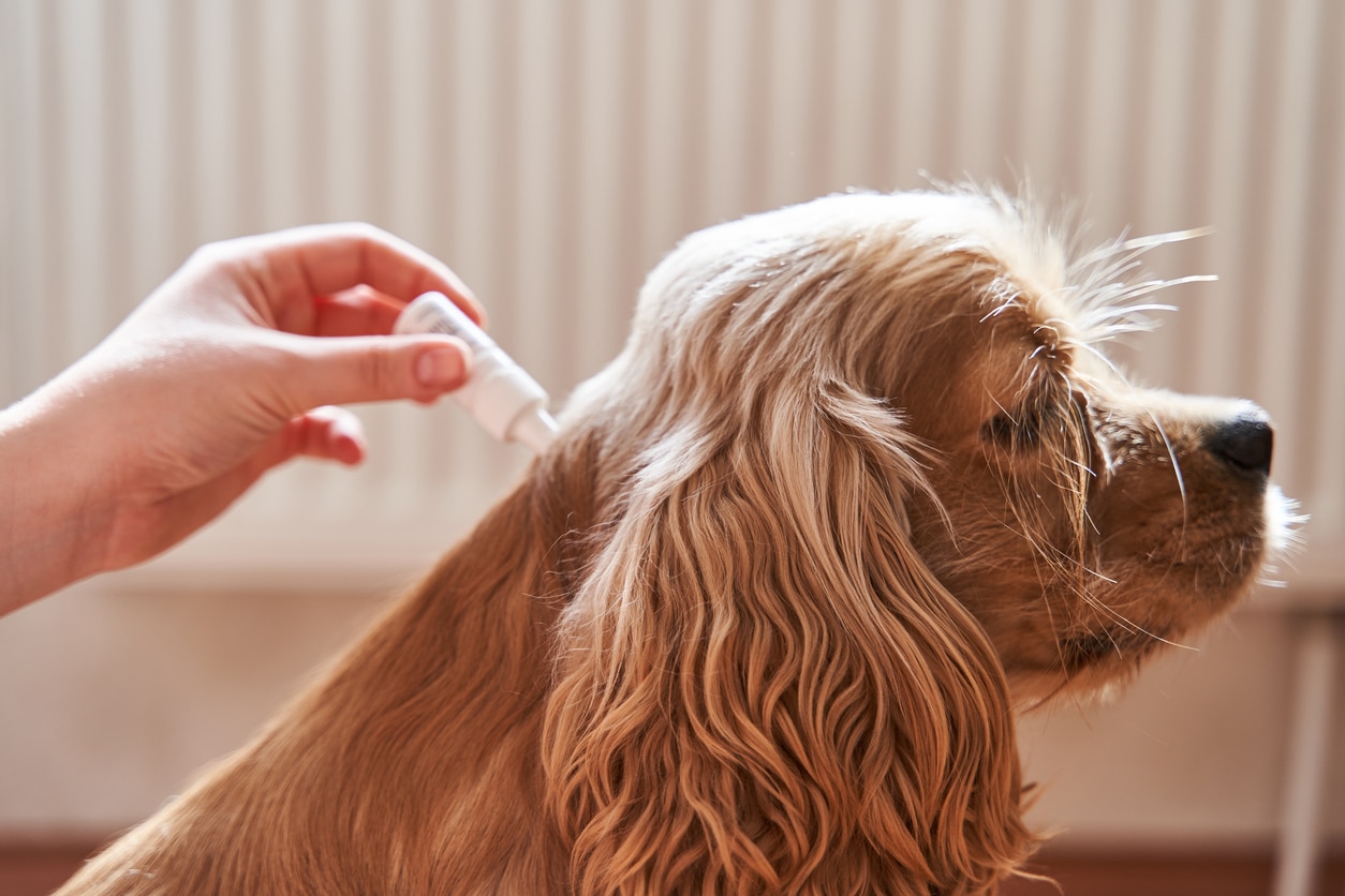 How Long Do Flea and Tick Medications Take to Work on Dogs?
