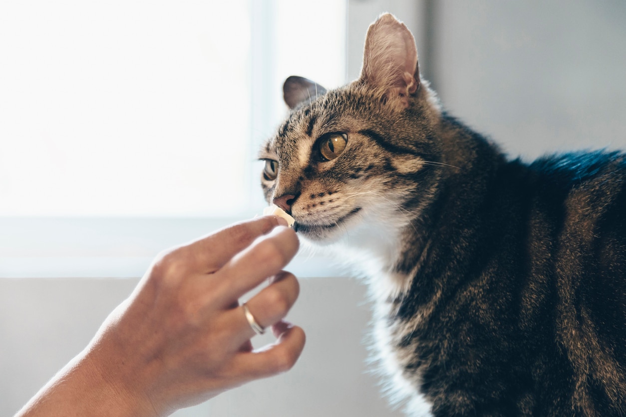 Is it Safe to Use Dog Flea and Tick Products on Cats?