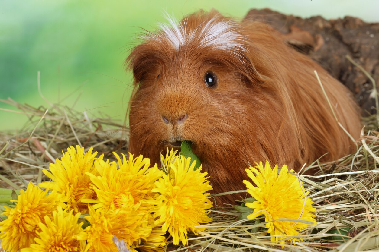 Where Are Guinea Pigs From?