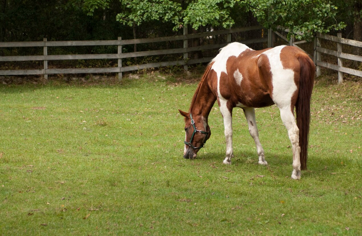 A thirty year old horse with Cushings Disease looks pretty good for his age.
